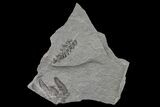 Fossil Fern (Neuropteris & Macroneuropteris) Plate - Kentucky #154694-1